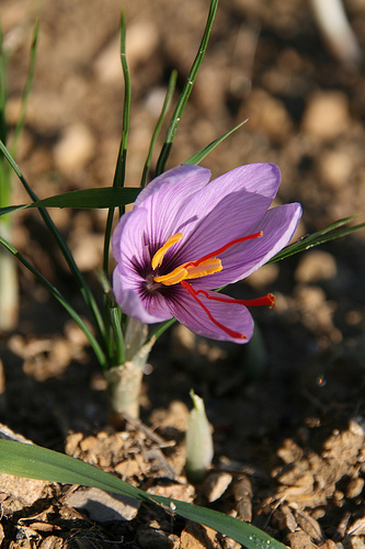 Terre de safran